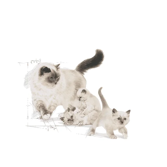 Royal-canin-mother-&-babycat-gatti-disegno