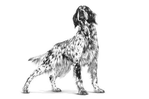 royal-canin-veterinary-diet-high-fiber-gastrointestinal