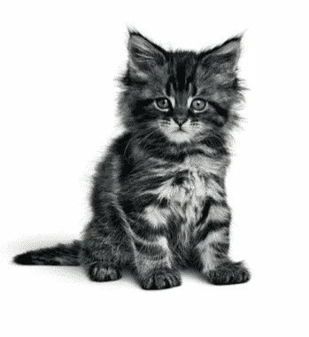 Royal-canin-mother-&-babycat