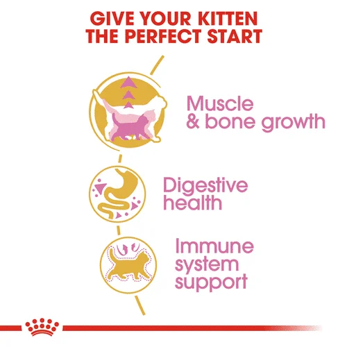 Royal Canin FBN Kitten British Shorthair - Foto 2 | AlanDog