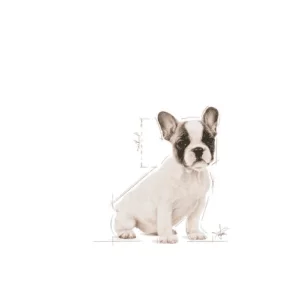 Royal Canin BHN French Bulldog Puppy 2 bulldog
