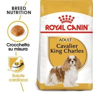 Royal Canin BHN Cavalier King - Foto 1 | AlanDog