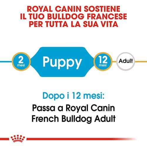 cuccioli di bulldog francese Royal Canin BHN French Bulldog Puppy - Foto 2 | AlanDog