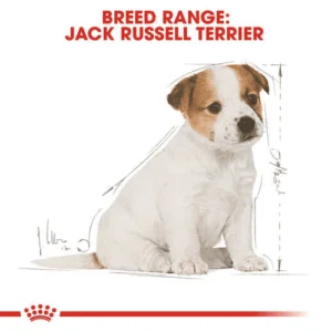 jack_russell