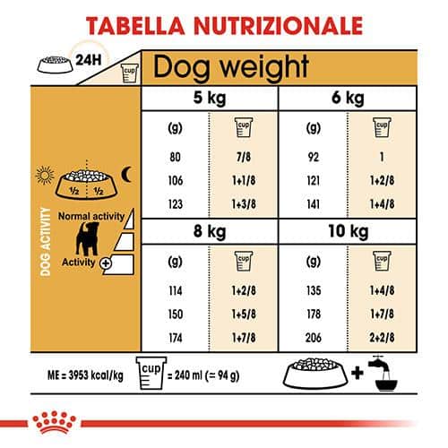 jack_russell Royal Canin BHN Jack Russell - Foto 4 | AlanDog