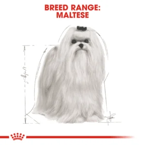 maltese