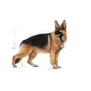 maxi-adult-royal-canin