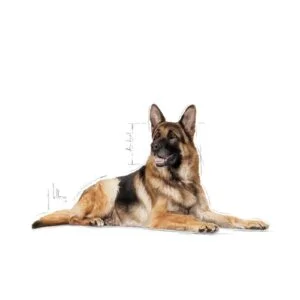 maxi-ageing-8-royal-canin