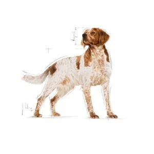 medium-adult-royal-canin
