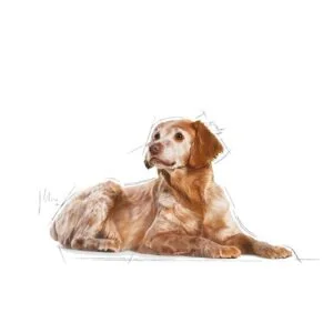 medium-ageing-10-royal-canin