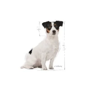 Royal Canin SHN Mini Adult 8+ 2 mini-adult-8-royal-canin