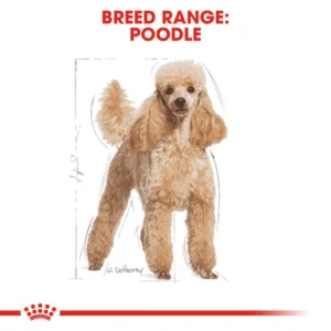 poodle
