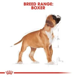 Royal Canin BHN Boxer Puppy 2 Boxer ritratto di razza