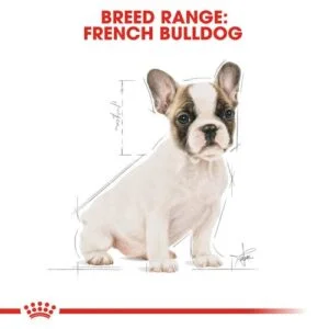 Royal Canin BHN Bulldog Puppy 2 puppy-french-bulldog
