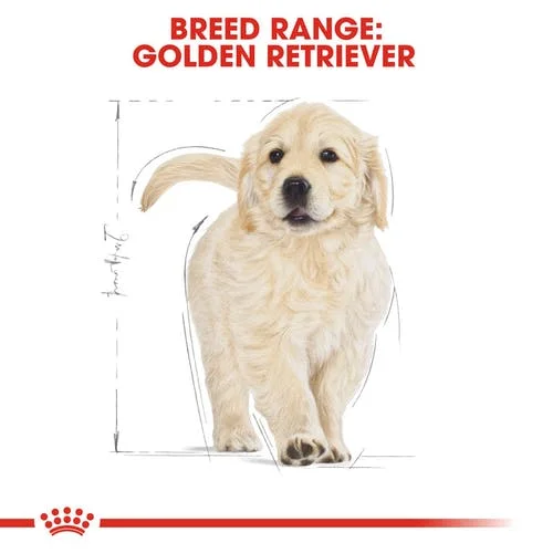 puppy-golden-retriever