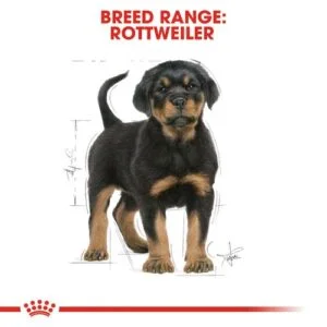 Royal Canin BHN Rottweiler Puppy 2 puppy-rottweiler-puppy-royal-canin