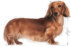 royal-canin-bassotto-umido-adult