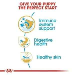 Royal Canin BHN Bulldog Puppy 3 royal-canin-french-puppy-bulldog