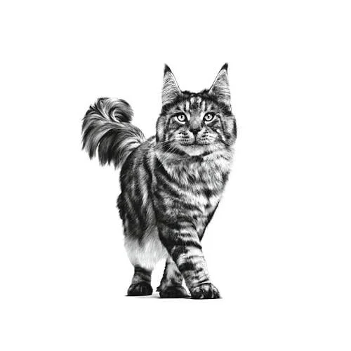 Royal Canin VHN Gastro Intestinal Moderate Calorie Buste Gatto - Foto 3 | AlanDog