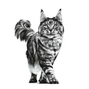 Royal Canin VHN Gastro Intestinal Gatto - Foto 2 | AlanDog