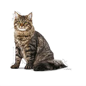 Royal Canin FCN WET Gatto Urinary Care - Foto 7 | AlanDog