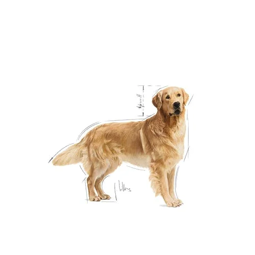royal-canin-golden-retriever-adult