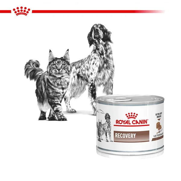 Royal Canin Recovery Scatolette Umido per Cani e Gatti 2 Royal Canin Recovery Scatolette Umido per Cani e Gatti