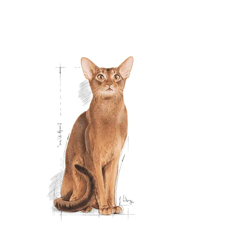 Royal Canin FHN Exigent Protein - Foto 2 | AlanDog