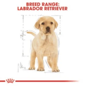 royal_canin_labrador_puppy
