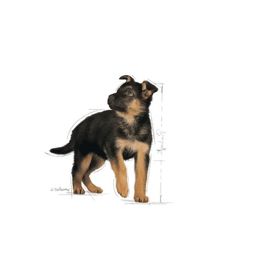 Royal Canin Maxi Puppy - Foto 1 | AlanDog