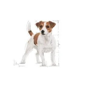 royal_canin_mini_adult