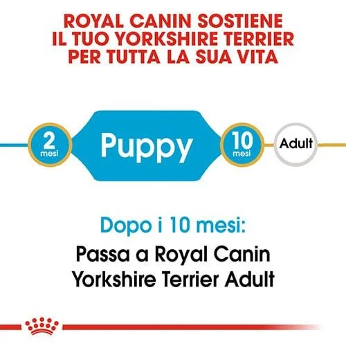 yorkshire Royal Canin BHN Yorkshire Puppy - Foto 4 | AlanDog