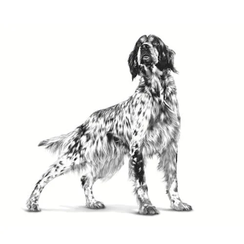 Royal Canin VHN Gastro Intestinal Cane - Foto 1 | AlanDog