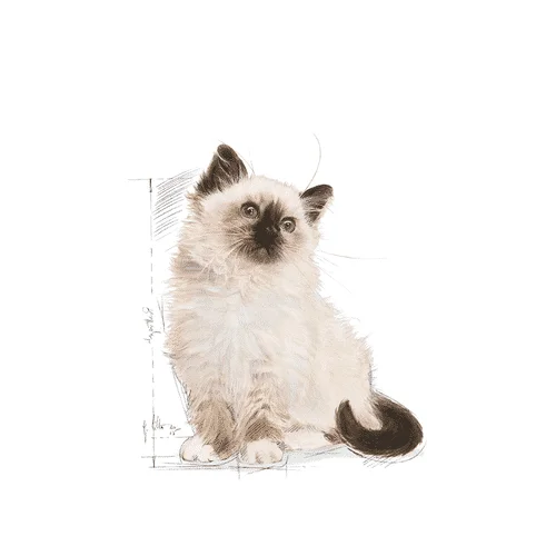 Royal Canin Kitten Instinctive SOL - Foto 1 | AlanDog