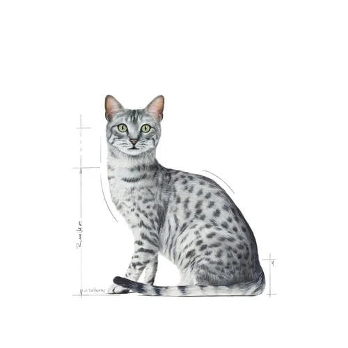 Indoor- Sterilised-Jelly-Royal-Canin
