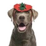 Dog Pumpkin Headband Halloween Costume
