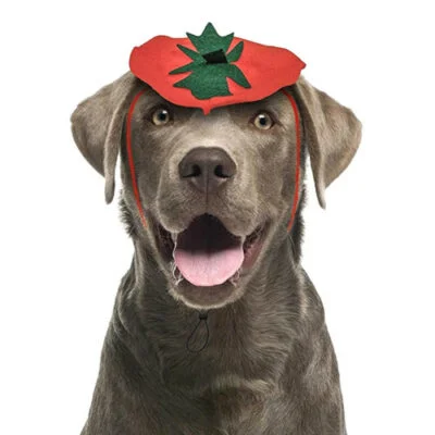 Dog Pumpkin Headband Halloween Costume - MIDLEE | AlanDog