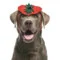 Dog Pumpkin Headband Halloween Costume - MIDLEE | AlanDog