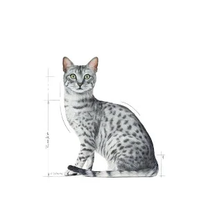 Royal Canin Indoor FHN WET Sterilised Jelly cibo per gatti - Foto 2 | AlanDog