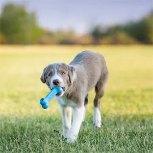 Kong Small Puppy Goodie Bone - Foto 1 | AlanDog