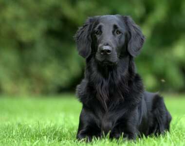 cane natura