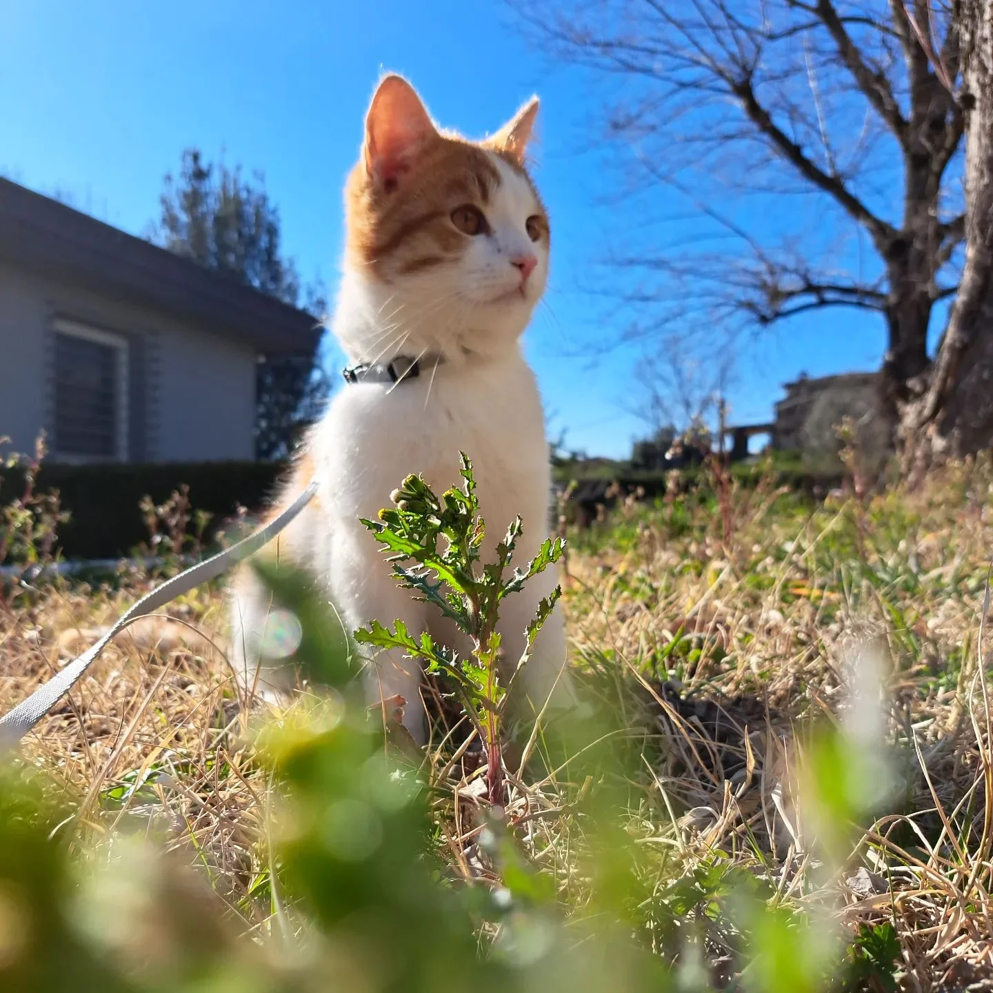 gatto pallino