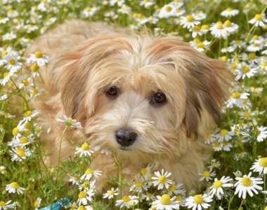 Bichon Havanais ritratto di razza