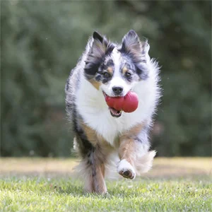 kong-classic-per-cani-cane Kong Classic per Cani - Foto 7 | AlanDog