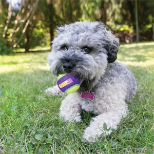 kong-cruchair-balls-media-dog Kong Cane CruchAir Balls Media - Foto 3 | AlanDog