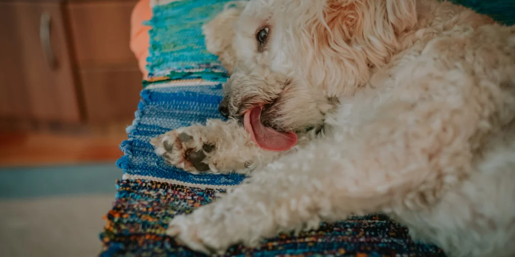 Cane che lecca zampa