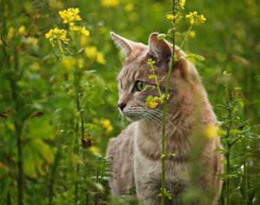 gatto sterilizzato