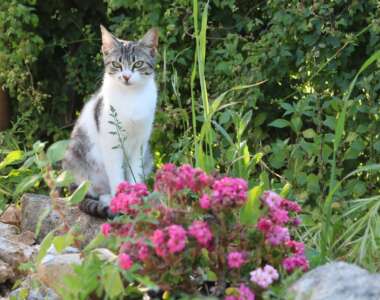 cat-gbb7d75d38_1920