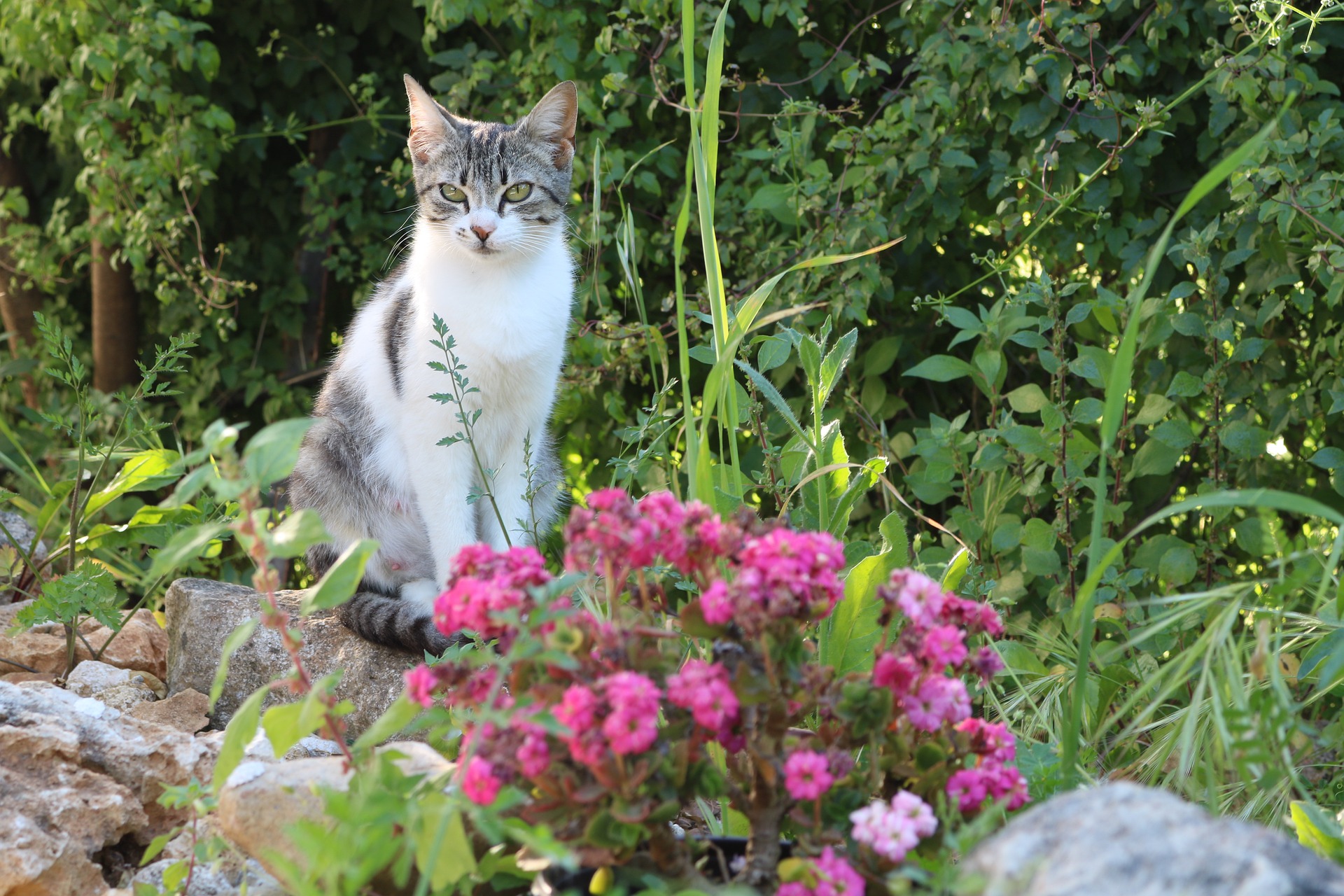 cat-gbb7d75d38_1920