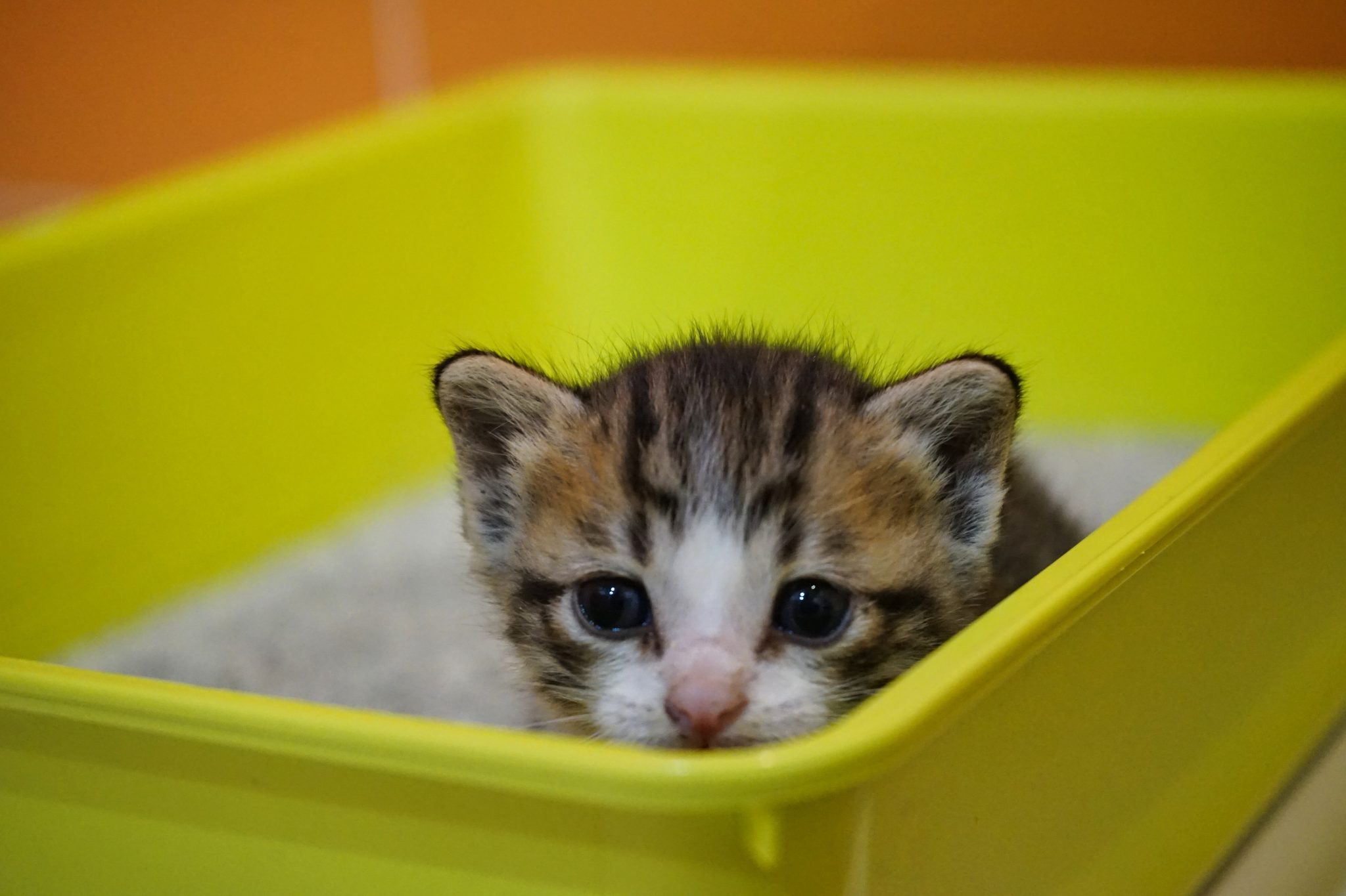 Come fanno i gatti a sapere come usare la lettiera? Ecco la risposta! 1 cat_litter_lettiera_gatto